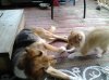 August 31 attack dog.jpg