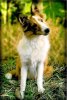 mallypuppy1.jpg