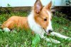 mallypuppy2.jpg