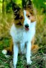 mallypuppy3.jpg