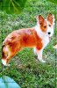 mallypuppy4.jpg