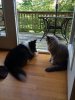 cats and dogs 001.jpg