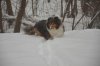 coco-in-the-snow-sm.jpg coco-in-the-snow-sm.jpg
