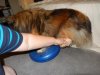 Tully back leg lift on ball.jpg