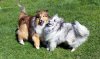 Cedar and Pepper playing.jpg Cedar and Pepper playing.jpg