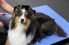 Echo's Graduation Day Agility 2.jpg