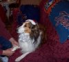 xmas dogs 077.jpg