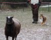 Bentley Herding12.jpg