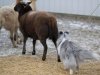 Enzo Herding3.jpg