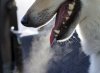 OVRS_iStock_000049416582_Large-300x220.jpg