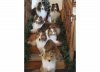 Xmas Card.jpg