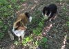 Chip&Laddie5-24-16.JPG Chip&Laddie5-24-16.JPG