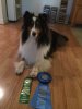 Echo and her Friday Ribbons AKC Debut.jpg Echo and her Friday Ribbons AKC Debut.jpg
