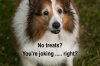 no treats.jpg