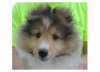 11 wks 2.JPG 11 wks 2.JPG