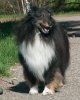 Ringo Apr 2017_36.jpg
