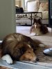 jasmine and laddie.jpg