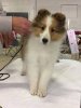Puppy 3.jpg Puppy 3.jpg