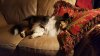 sofa 1.jpg