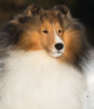 P15_7601VinnieheadshotFeb.jpg