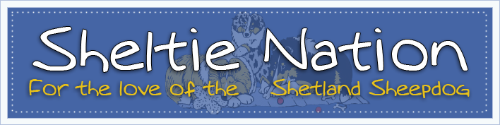 Sheltie Forums