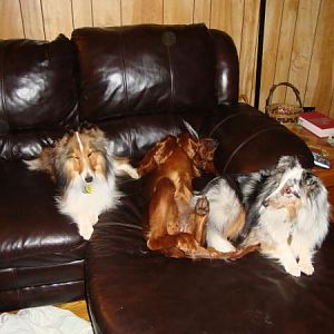 All the pups