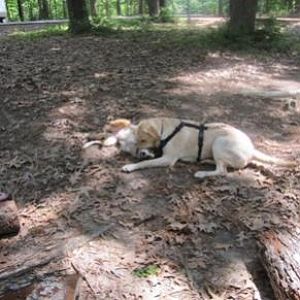 Bella Goes Camping