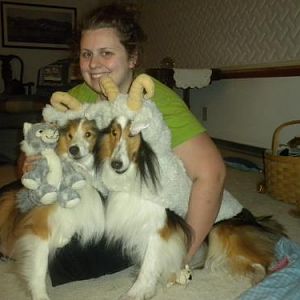 Sheep Dogs