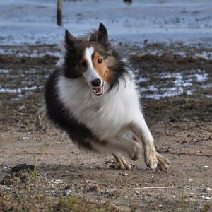 Camping Agility (Bella Style)
