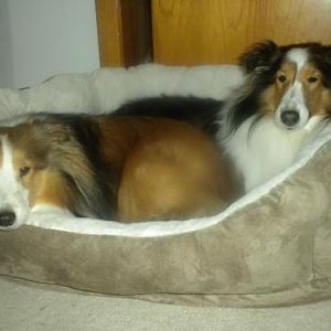 Bailey's 4th birthday  January 8, 2011