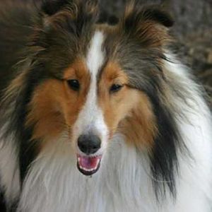 Sheltie Party