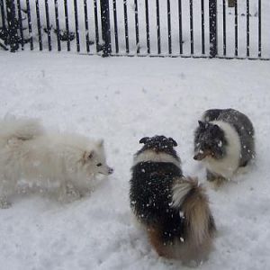 my furbabies