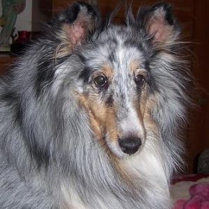 rainbow bridge fur babies