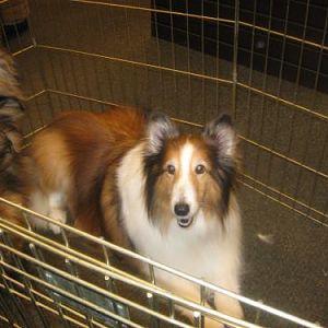 Daisy -9 months adopted