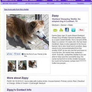 Zippy - rescue by Austin Sheltie Rescue