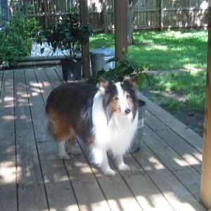 Sheltie Heaven on Earth - Easter weekend 2012