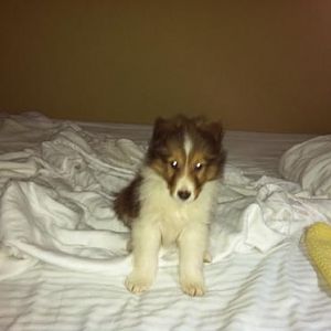 Dixie 4 months old