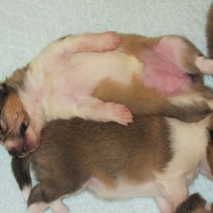 Amber's Pups