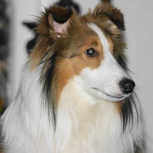 Boaz, AKA Bobo