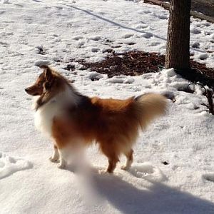 Cooper