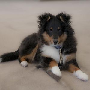 Kody