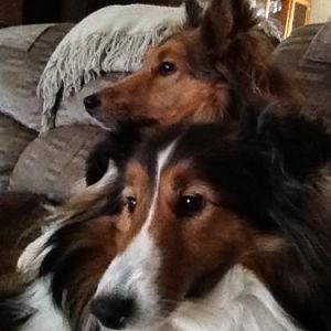 rwburns shelties