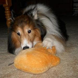 Jenna, My Sheltie Angel