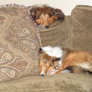 My furloves