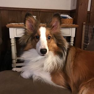 Chewie