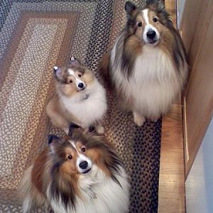 The three T's!

Back to front:  Trevor, Tyler, & Toby