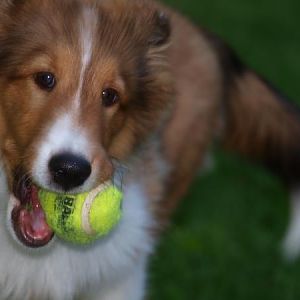 Love to chew!  Part 2