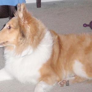 Profile of a beautiful pup!