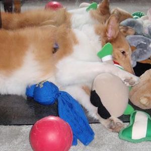 I need more toys!