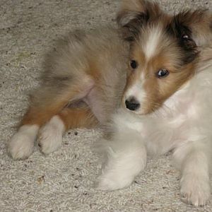 Ellie at nine weeks